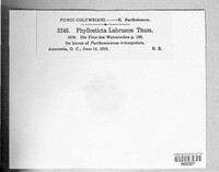 Phyllosticta labruscae image
